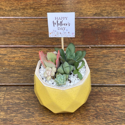 Succulent Favour | Seasonal Succulent Arrangements for Weddings & Events | Local Pick-Up in Gymea, NSW 2227