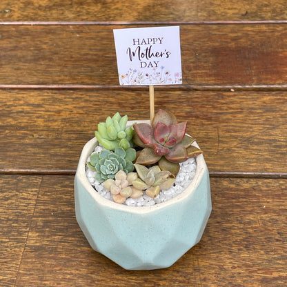 Succulent Favour | Seasonal Succulent Arrangements for Weddings & Events | Local Pick-Up in Gymea, NSW 2227