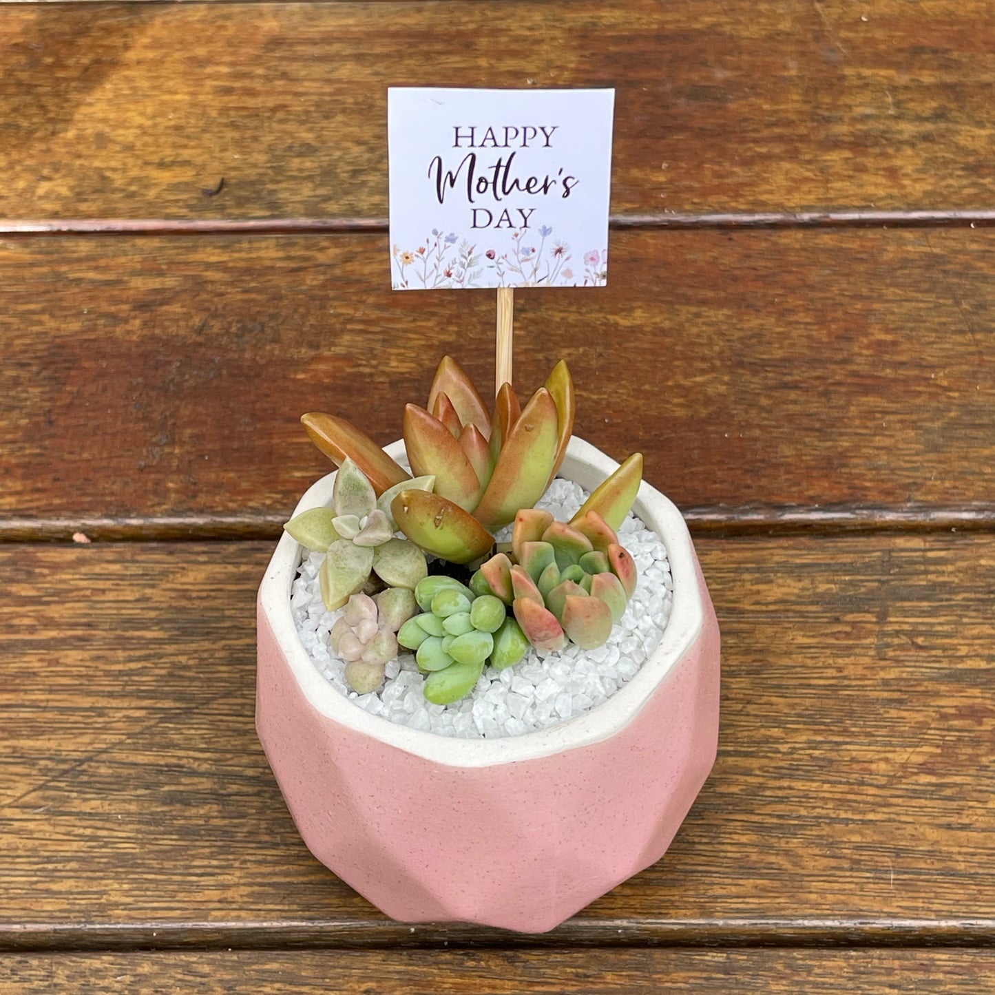 Succulent Favour | Seasonal Succulent Arrangements for Weddings & Events | Local Pick-Up in Gymea, NSW 2227