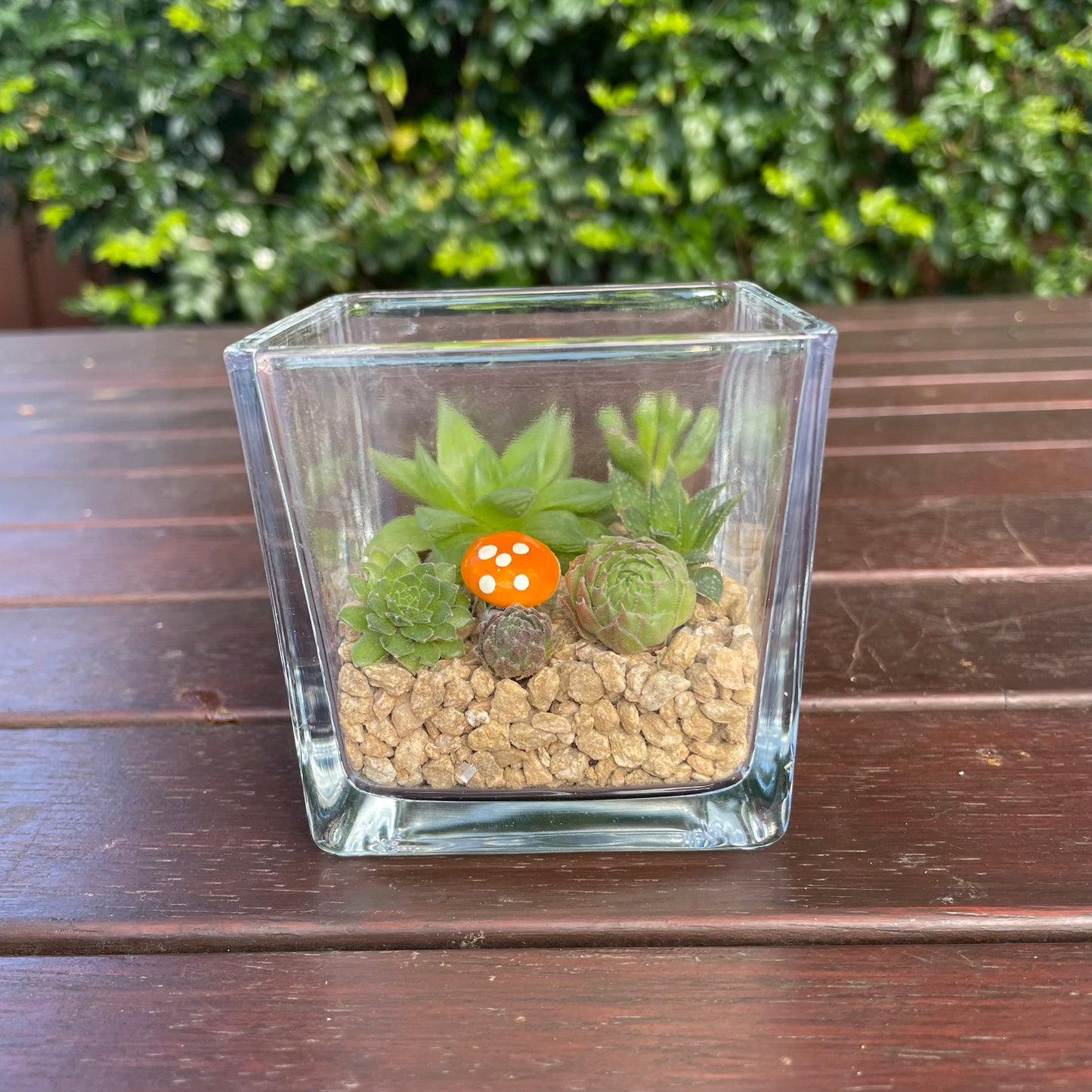 Indoor Succulent Arrangement in Glass Vase