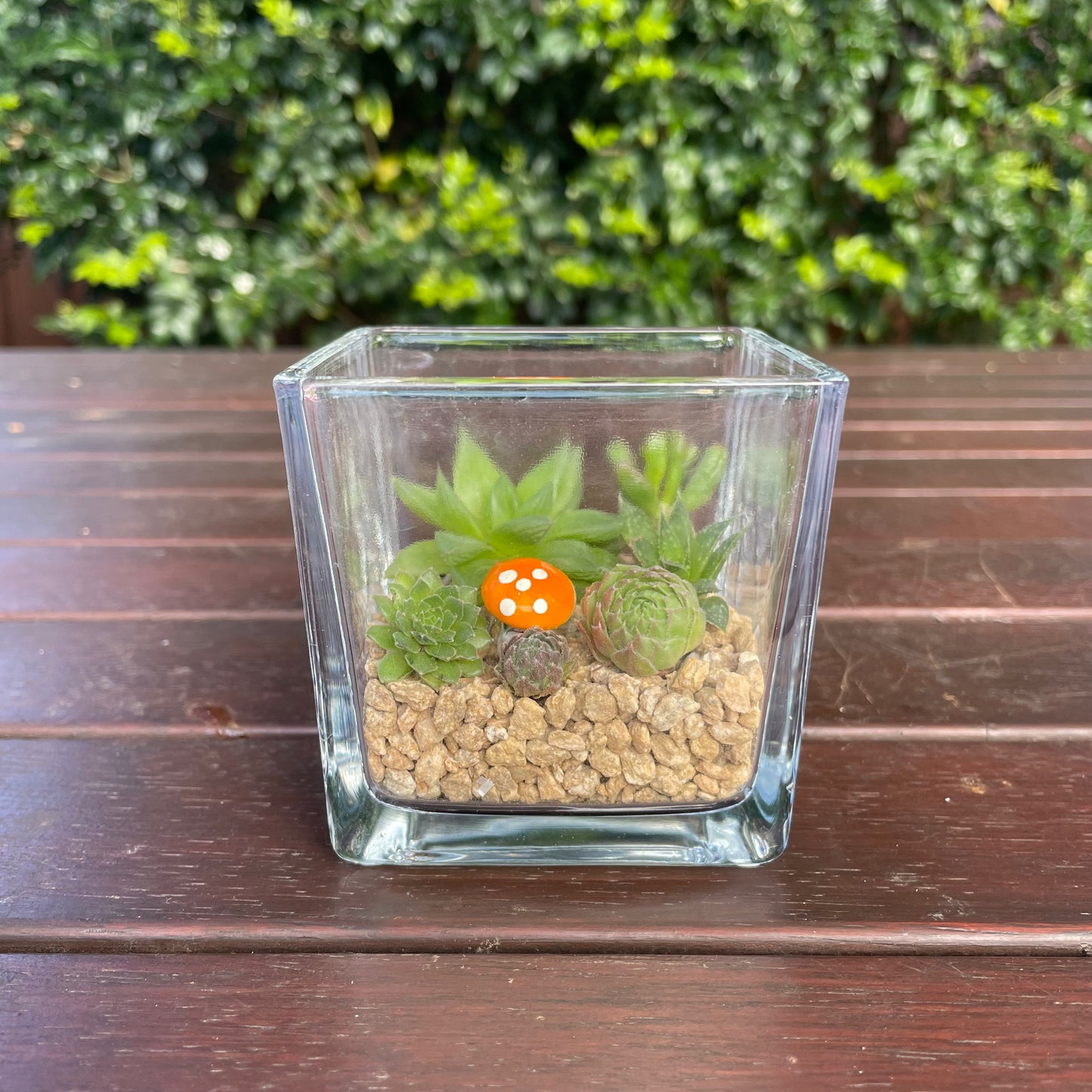 Indoor Succulent Arrangement in Glass Vase
