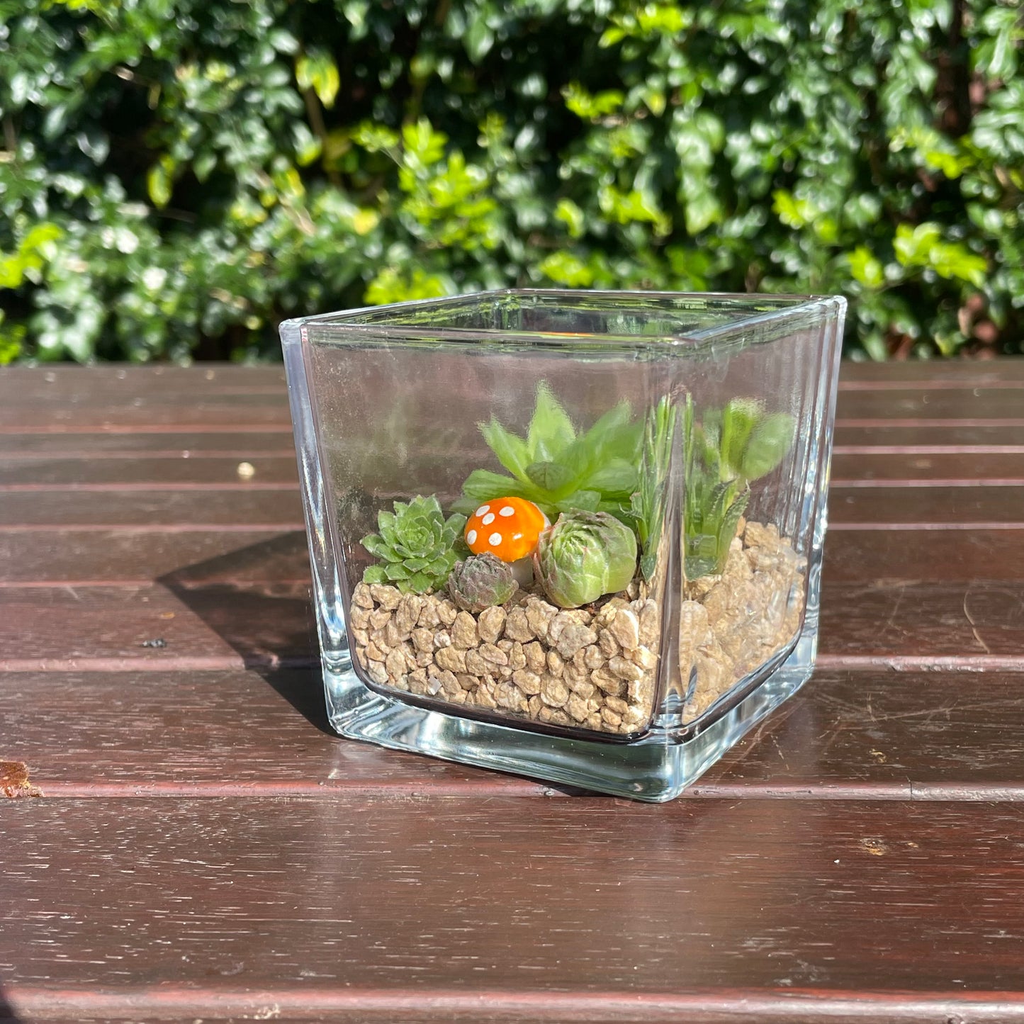 Indoor Succulent Arrangement in Glass Vase