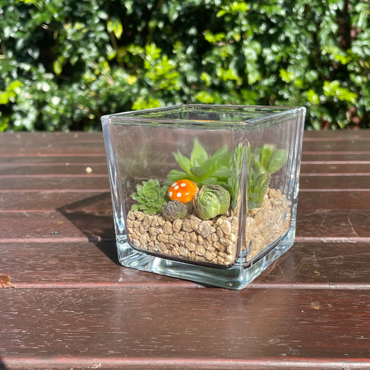 Indoor Succulent Arrangement in Glass Vase