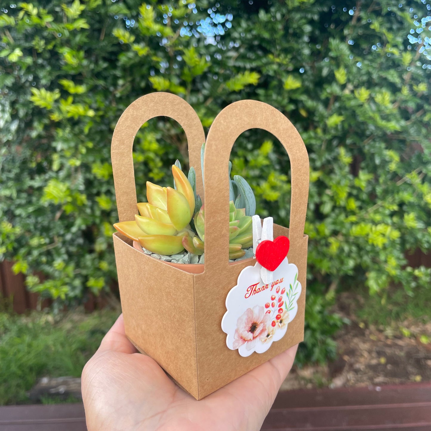 Succulent Wedding Favours, 7cm Terracotta Pot, Kraft Gift Box, Custom Tags, Local Pickup