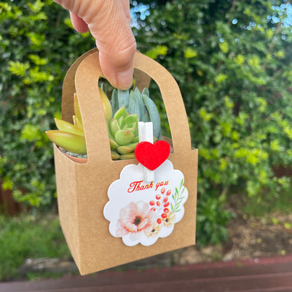 Succulent Wedding Favours, 7cm Terracotta Pot, Kraft Gift Box, Custom Tags, Local Pickup