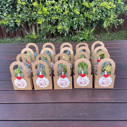Succulent Wedding Favours, 7cm Terracotta Pot, Kraft Gift Box, Custom Tags, Local Pickup