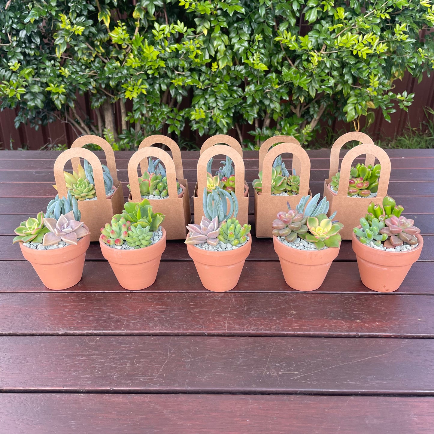 Succulent Wedding Favours, 7cm Terracotta Pot, Kraft Gift Box, Custom Tags, Local Pickup