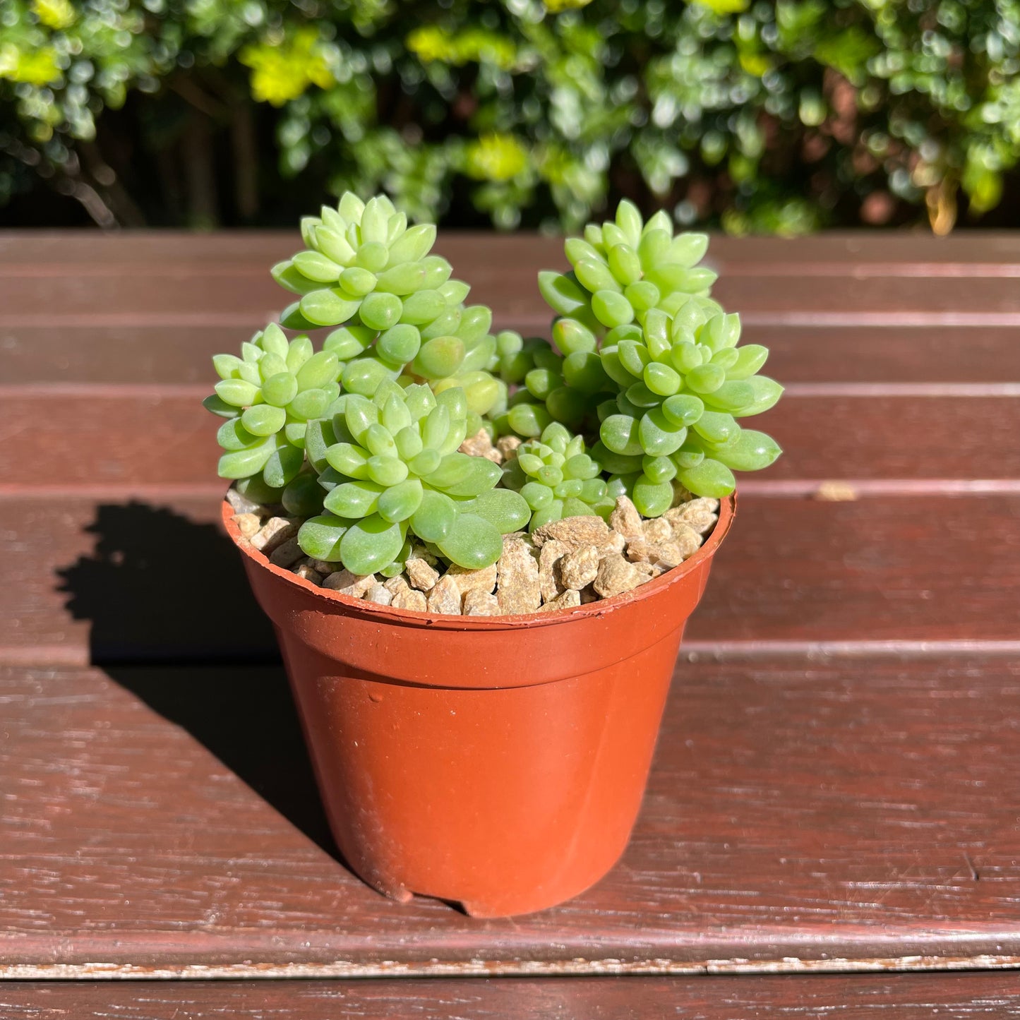 Succulent Sedum Billy Beans Live Plant