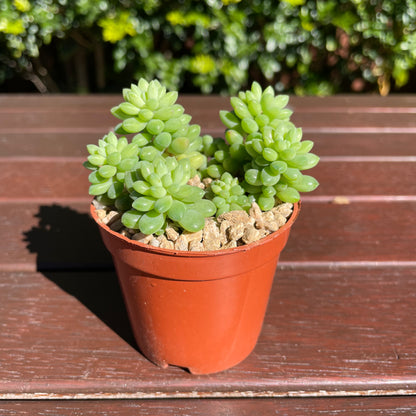Succulent Sedum Billy Beans Live Plant