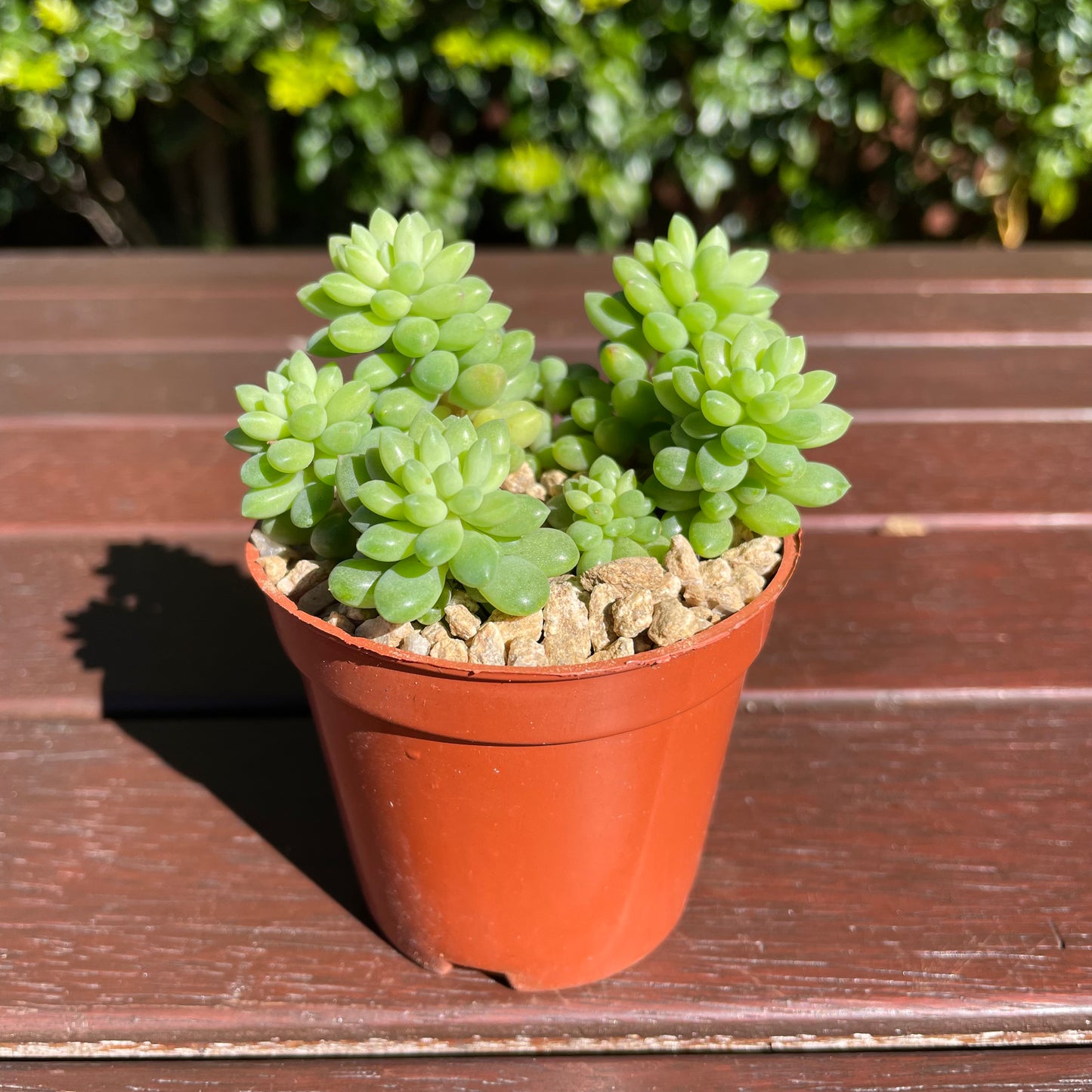 Succulent Sedum Billy Beans Live Plant
