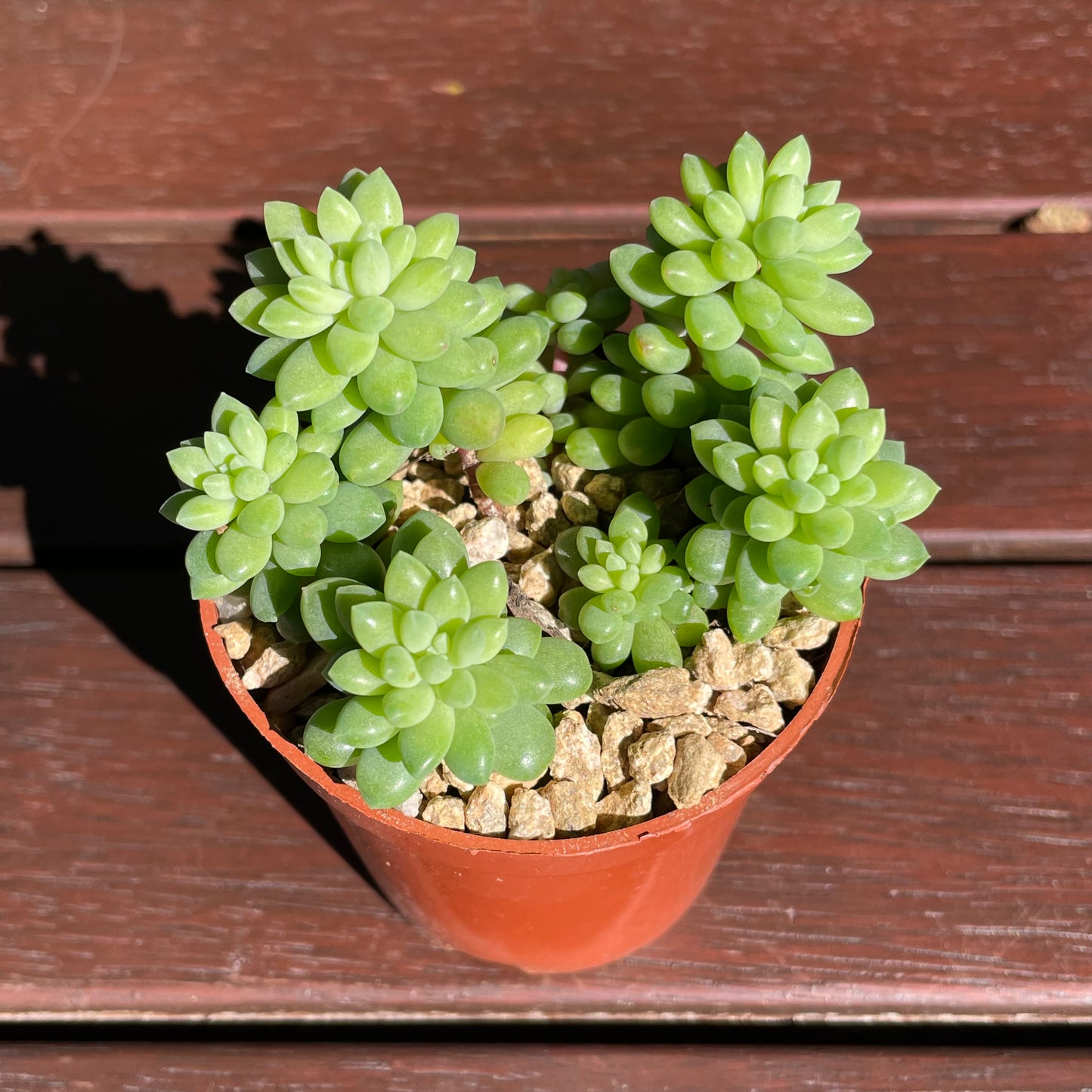 Succulent Sedum Billy Beans Live Plant
