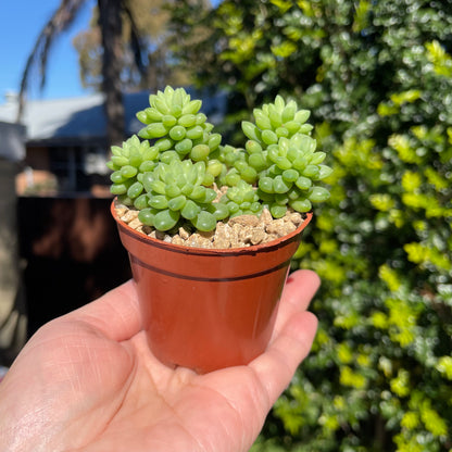 Succulent Sedum Billy Beans Live Plant