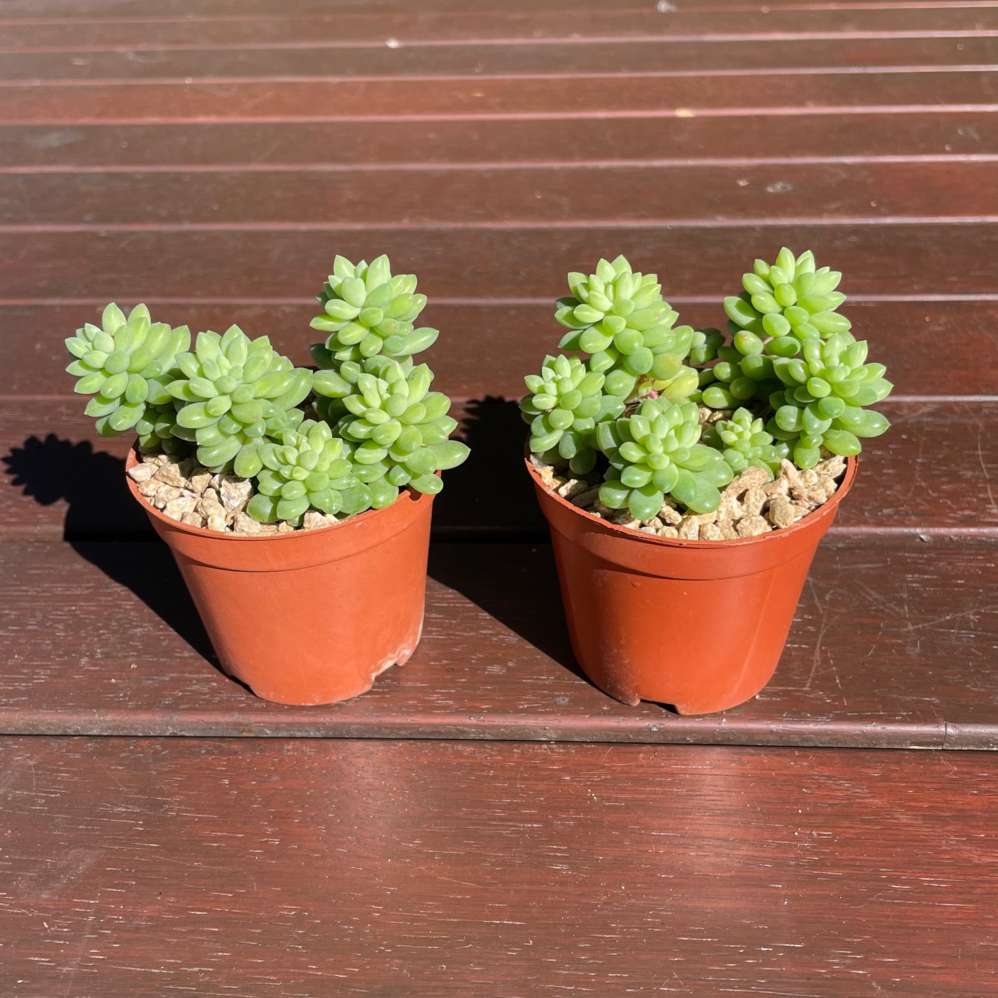 Succulent Sedum Billy Beans Live Plant