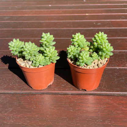 Succulent Sedum Billy Beans Live Plant