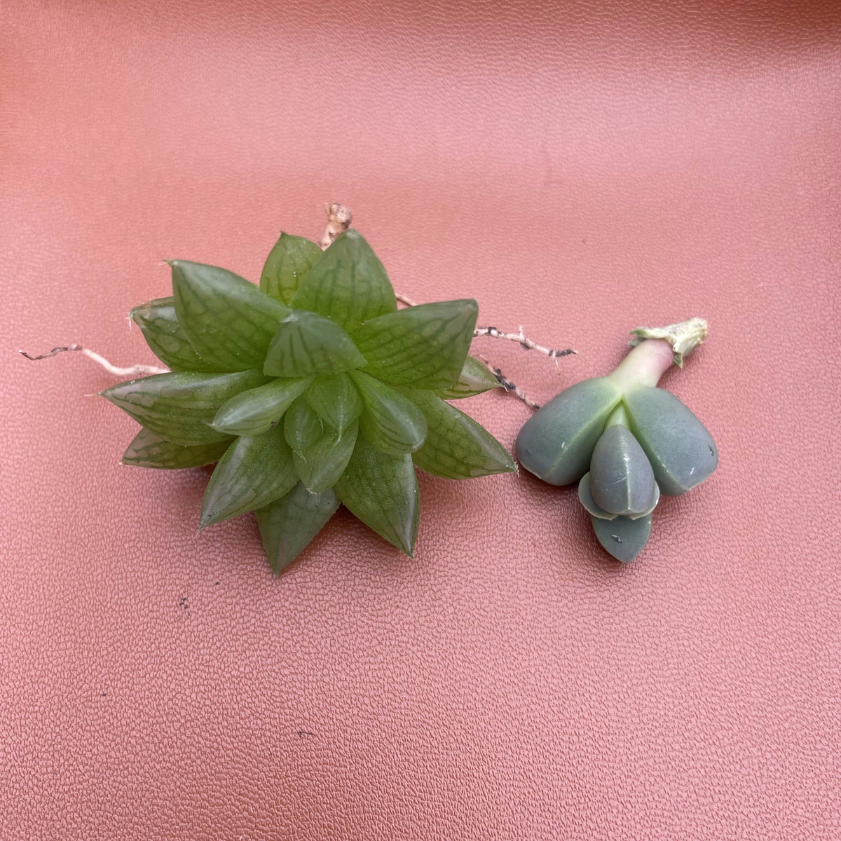 DIY Succulent Fairy Garden Terrarium Kit – Round Glass Bowl with 2 Live Succulents