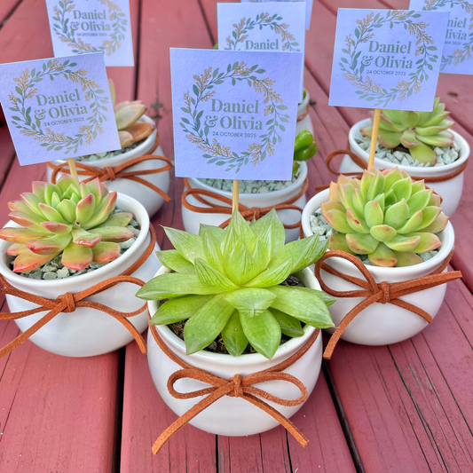 Wedding Succulent Favours – White Ceramic Pot 6.5cm – Eco-Friendly Guest Gifts, Personalised Tags, Gymea NSW Pick Up
