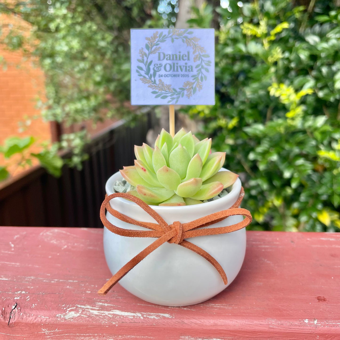 Wedding Succulent Favours – White Ceramic Pot 6.5cm – Eco-Friendly Guest Gifts, Personalised Tags, Gymea NSW Pick Up