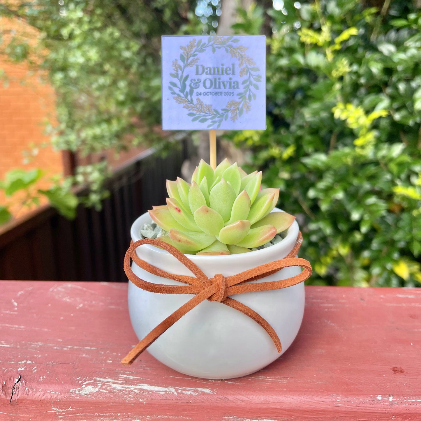Wedding Succulent Favours – White Ceramic Pot 6.5cm – Eco-Friendly Guest Gifts, Personalised Tags, Gymea NSW Pick Up