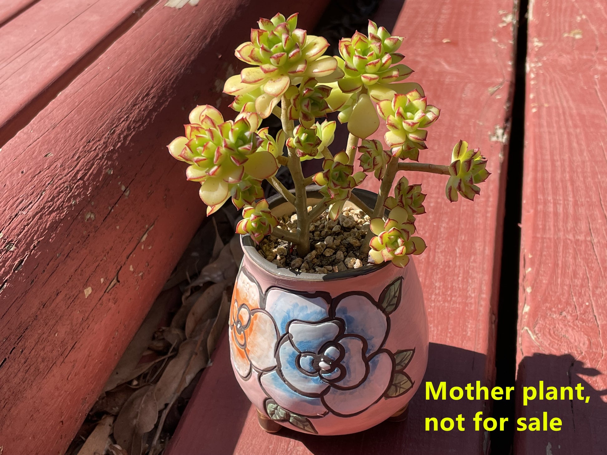 supia succulent Succulent Echeveria supia – GO&GO PTY LTD