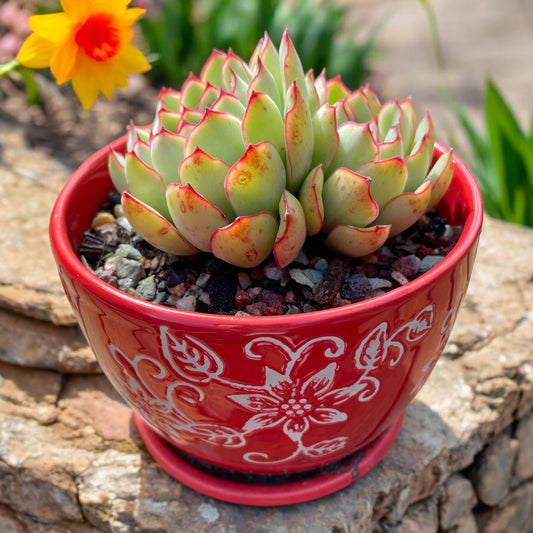 Succulent Echeveria Pulidonis – Healthy, Two Heads, Red Leaf Edges