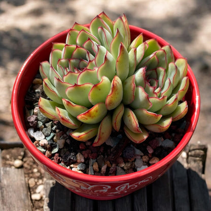 Succulent Echeveria Pulidonis – Healthy, Two Heads, Red Leaf Edges