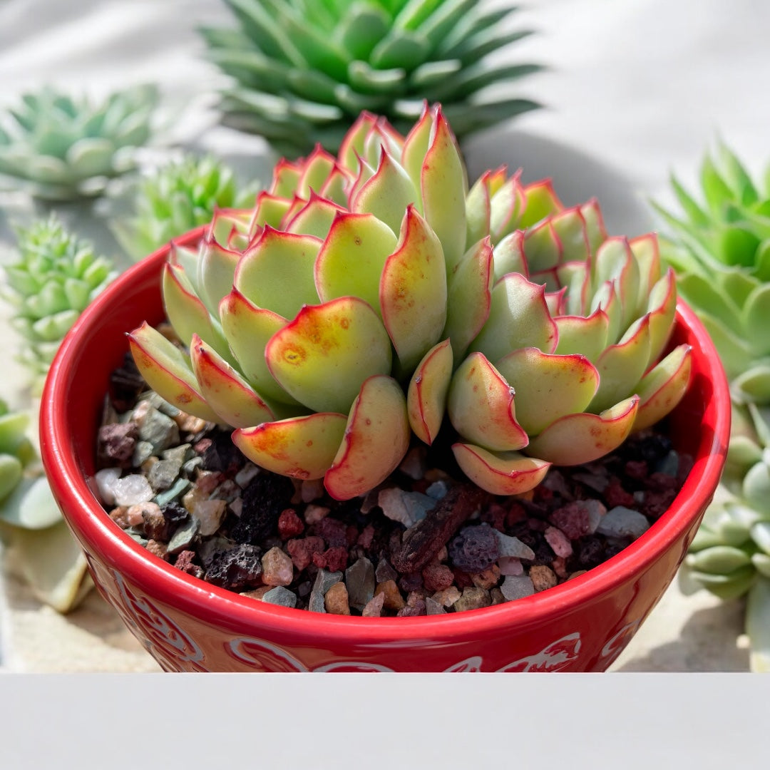 Succulent Echeveria Pulidonis – Healthy, Two Heads, Red Leaf Edges