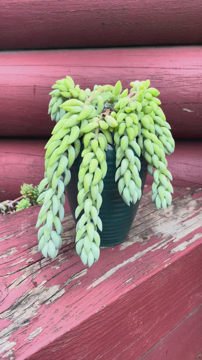Donkey tails in green ceramic pot