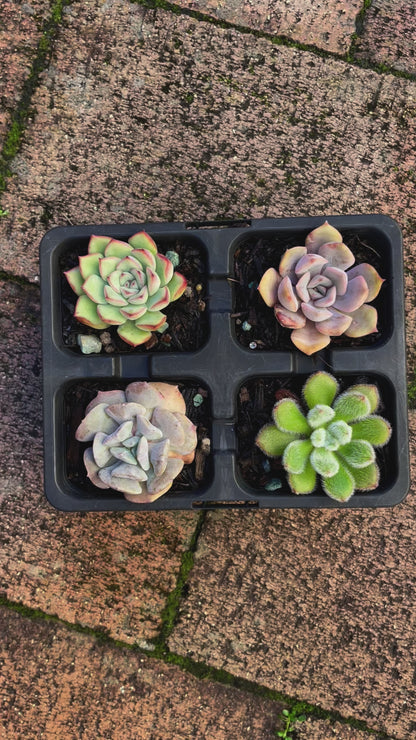 Echeveria set