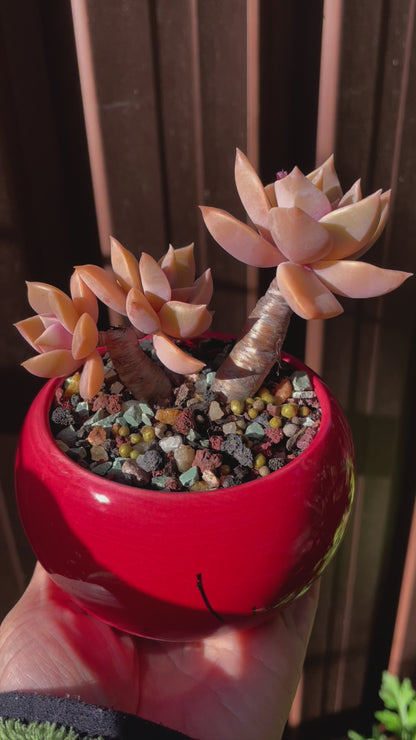 Succulent Graptoveria 'Douglas Huth' Bonsai  Thick Stems