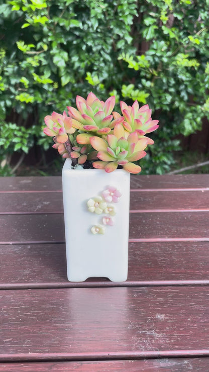 Succulent Echeveria ‘Minibelle’ Red and pot