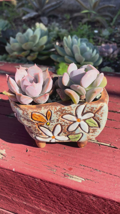 2x Echeveria Succulent Plants Cubic Frost & Orion Live Rooted AU