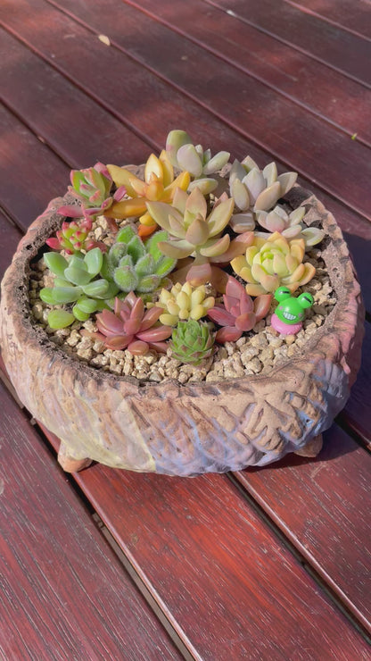 Large Succulent Clay Pot Retro