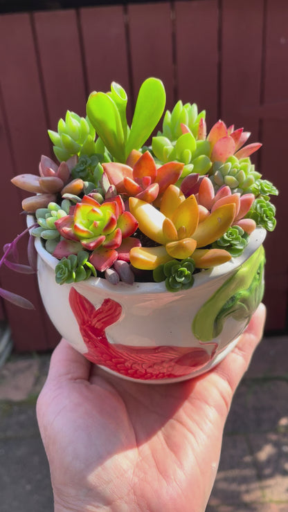 Succulent Favours in Ceramic Pots – Wedding & Event Gifts (Pickup Gymea NSW)