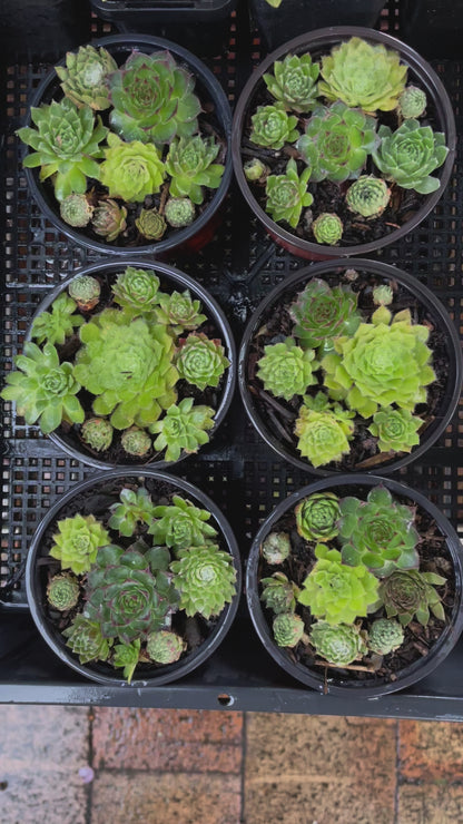 Sempervivum various types