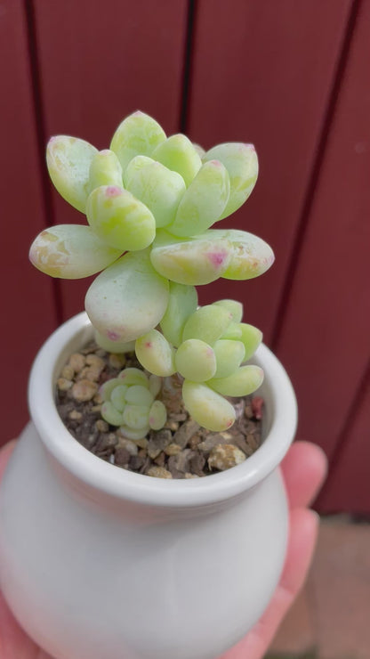 Sedum Clavatum Succulent 4 Heads