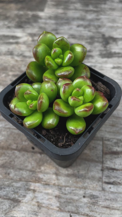 Sedum Lucidium 'Giant Jelly Bean' Cuttings