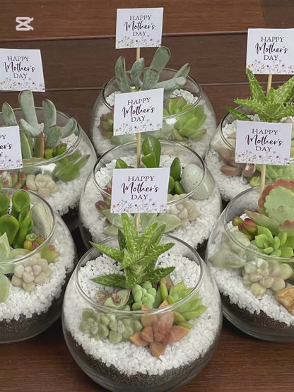 Succulent favour glass vase only local pick up from Gymea 2227