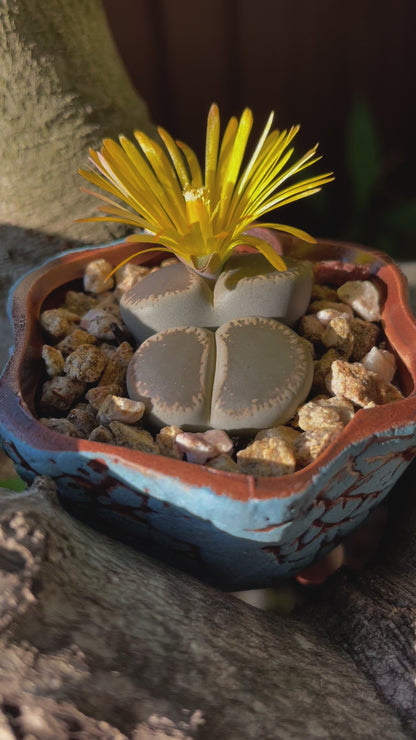 Living stone(Lithops)