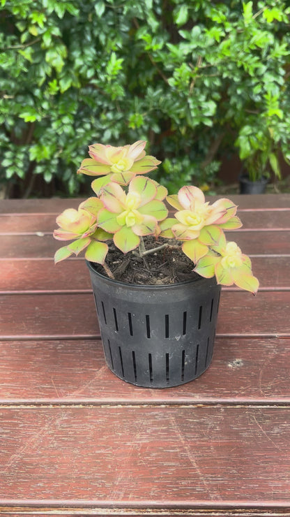 Aeonium Kiwi Succulent – Live Plant