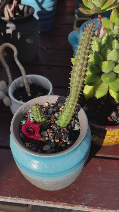 Huernia schneideriana "Red Dragon Flower"