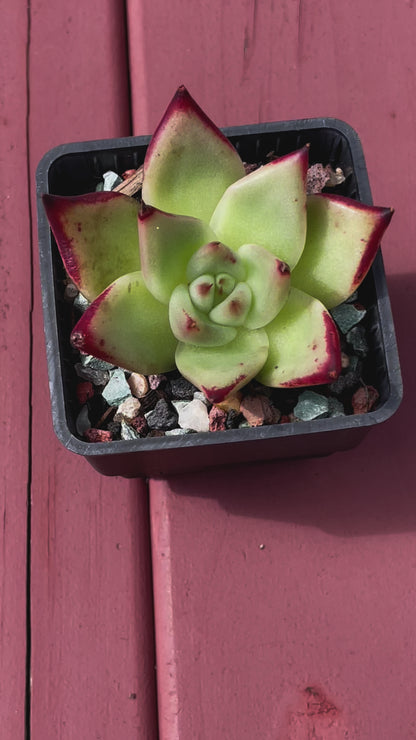 Echeveria Lipstick Succulent