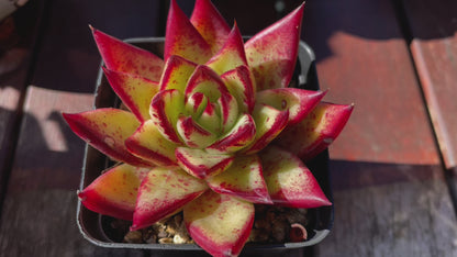 Echeveria Agavoides “Ebony” Red Succulent