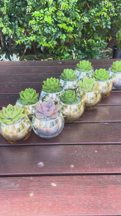 Christmas Succulent Gifts in Metallic Glass Pots – Custom Tags Available
