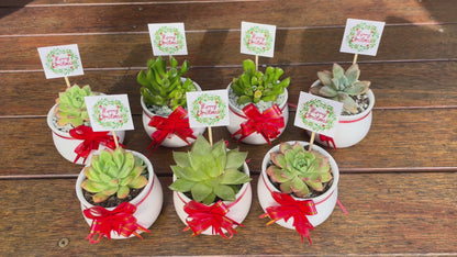 Christmas Succulent Favours – White Ceramic Pot 6.5cm – Eco-Friendly Teacher Gifts, Gymea NSW Pick Up
