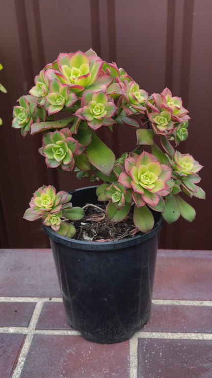 Beautiful Succulent Aeonium Kiwi - Aeonium haworthii “tricolor” - 法师艳日辉