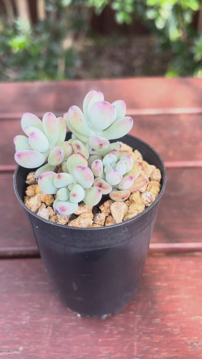 Sedum 'comic tom'