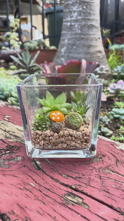 Indoor Succulent Arrangement in Glass Vase