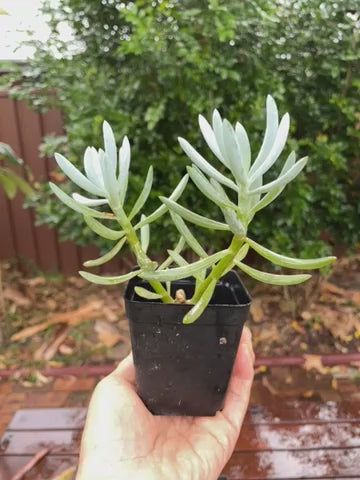 Senecio Blue Chalk Sticks Succulents