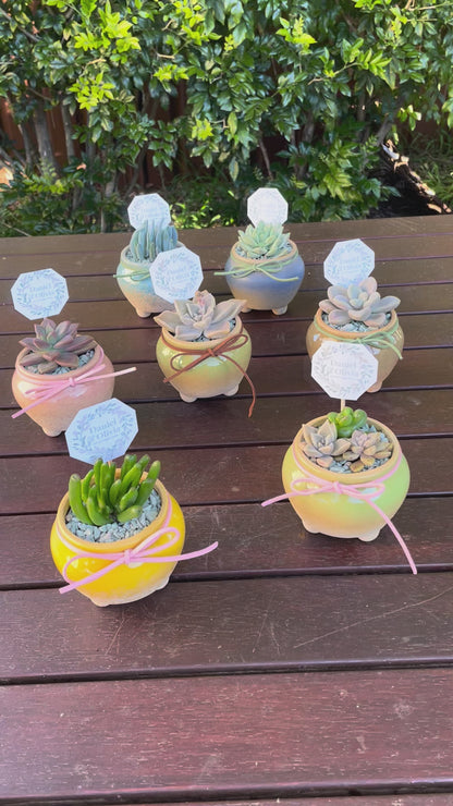 Succulent Wedding Favour