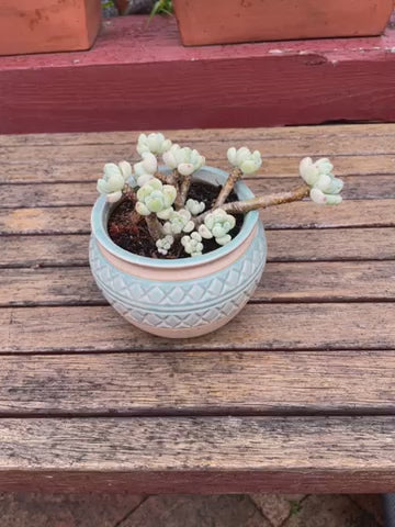 Sedum Clavatum Succulent many heads